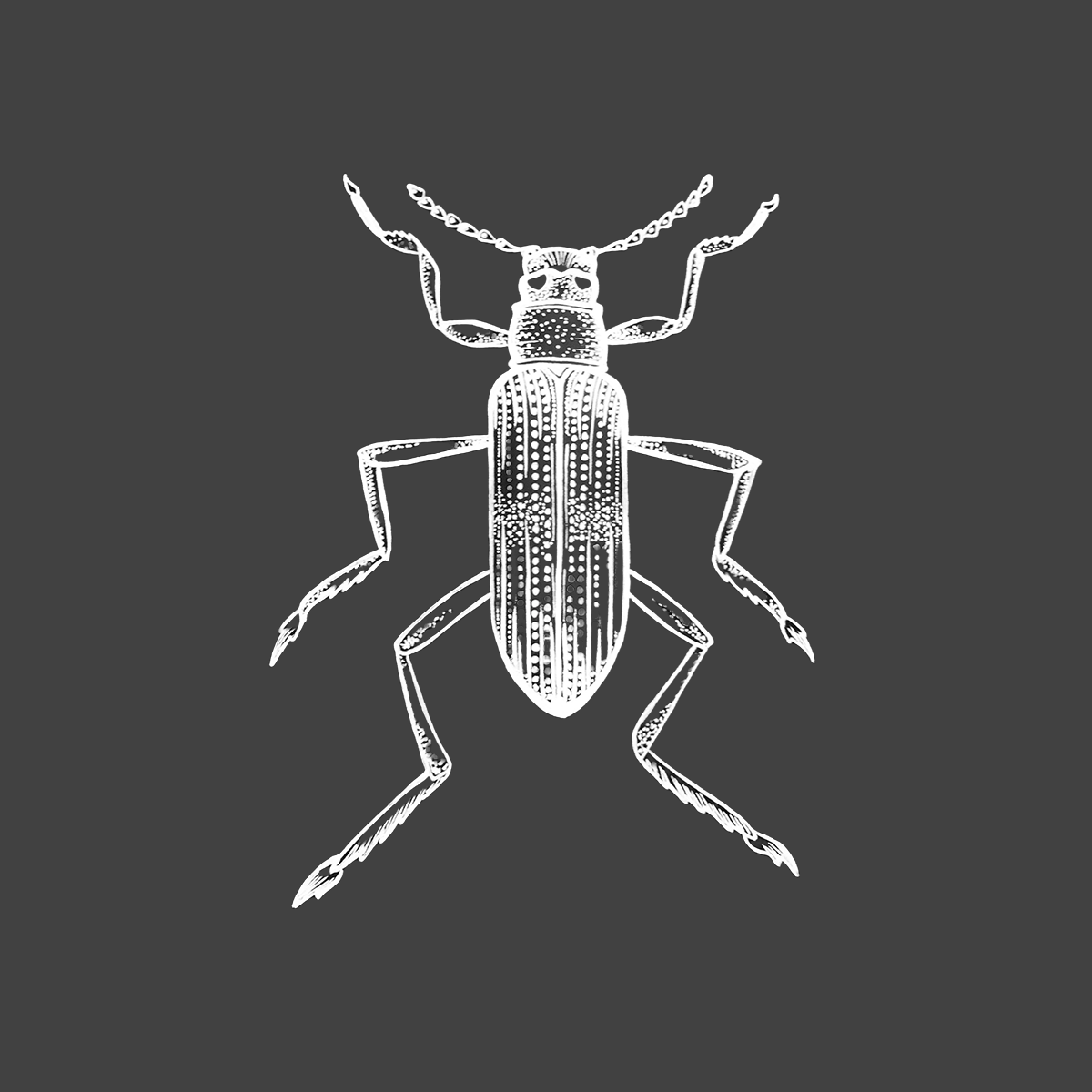 Antonia Mielke Grafik Design